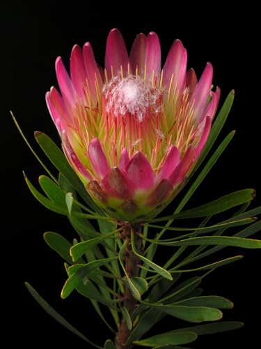 Seedeo® Zuckerbusch (Protea repens) 7 Samen von Seedeo