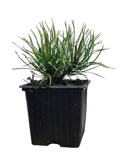 Seedeo® Zwergkiefer/Zwerglatsche (Pinus mugo pumilio) Pflanze ca. 10 cm von Seedeo