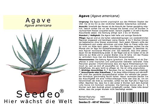 Seedeo® Agave (Agave Americana) 10 Samen von Seedeo