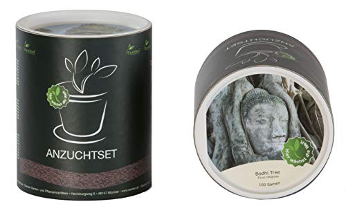 Seedeo® Anzucht-Geschenkset Bodhi Tree/Buddha Baum (Ficus religiosa) von Seedeo