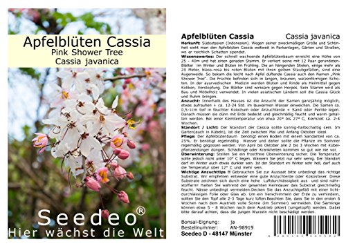 Seedeo® Apfelblüten Cassia “ Pink Shower Tree“ (Cassia javanica) 30 Samen von Seedeo