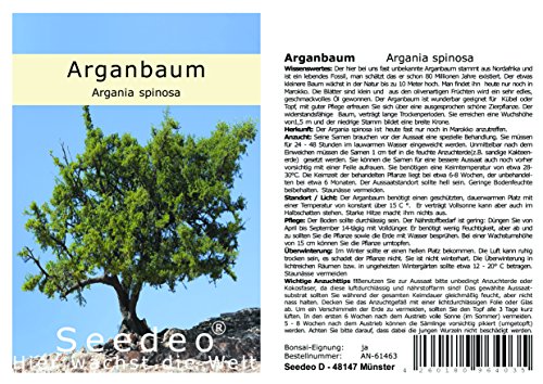 Seedeo Arganbaum (Argania spinosa) 3 Samen von Seedeo