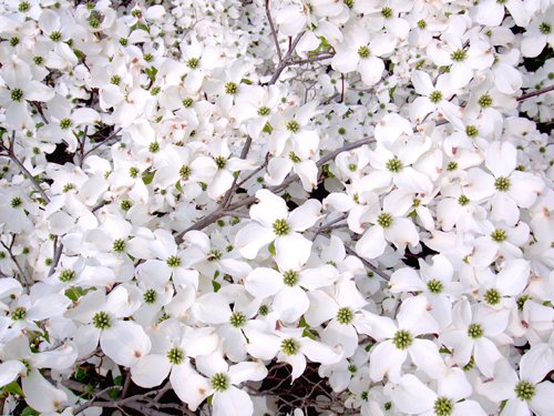 Seedeo Asiatischer Blütenhartriegel Cornus kousa var. chinensis 30 Samen von Seedeo