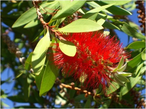 Seedeo Australischer Lampenputzer (Callistemon citrinus) 300 Samen von Seedeo