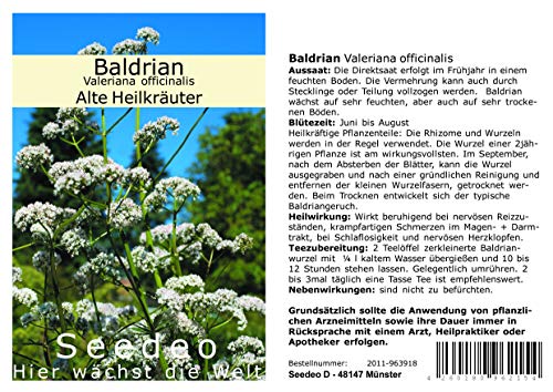 Seedeo Baldrian (Valeriana officinalis) 200 Samen von Seedeo