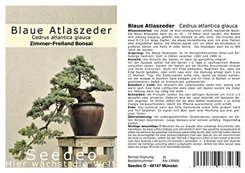 Seedeo® Blaue Atlas Zeder (Cedrus atlantica glauca) Bonsai 20 Samen von Seedeo