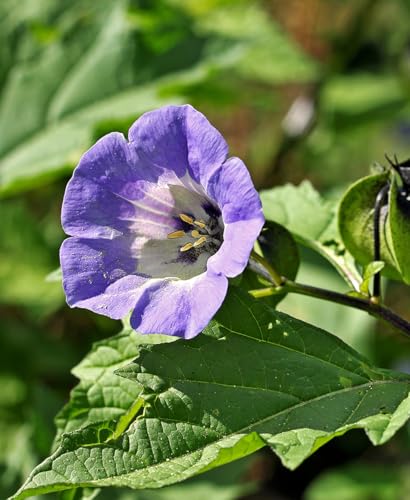 Seedeo Blaue Lampionblume (Nicandra physaloides) 100 Samen von Seedeo