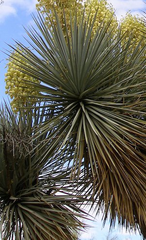 Seedeo Blaue Palmlilie (Yucca Rigida) 20 Samen von Seedeo