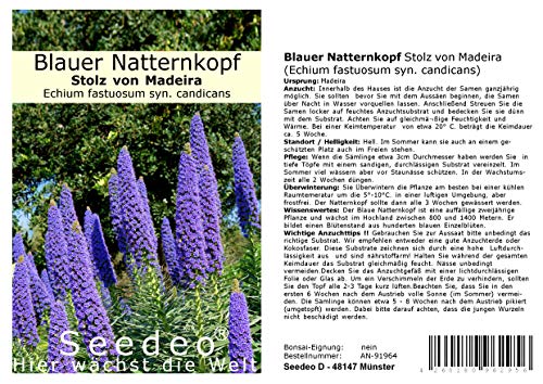 Seedeo Blauer Natternkopf Stolz von Madeira (Echium fastuosum syn. candicans) 50 Samen von Seedeo