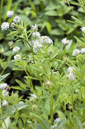 Seedeo Blauer Steinklee (Trigonella caerulea L.) 300 Samen von Seedeo