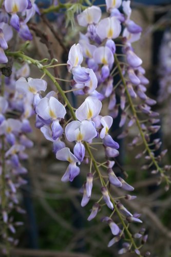 Seedeo Blauregen (Wisteria sinensis) 8 Samen von Seedeo