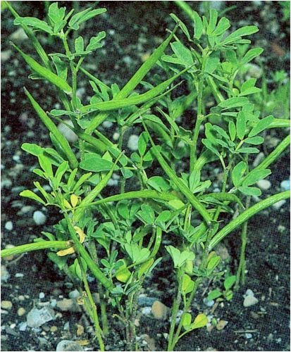 Seedeo Bockshornklee (Trigonella foenum-graecum) 100 Samen von Seedeo
