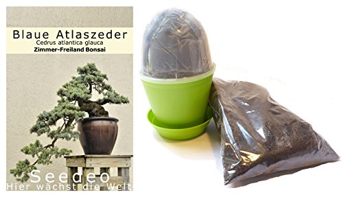 Seedeo Bonsai Anzuchtset Blaue Atlaszeder (Cedrus atlantica glauca) von Seedeo