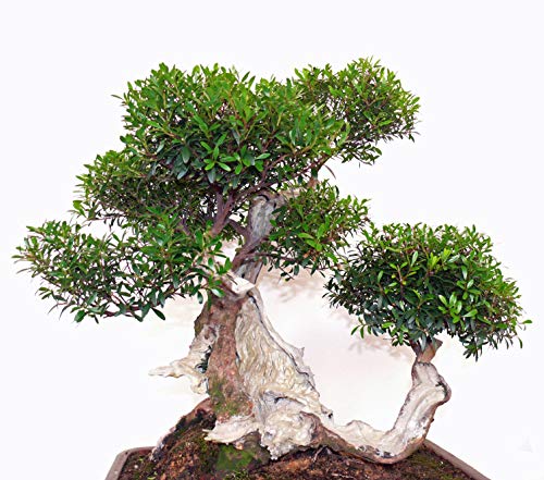Seedeo Bonsai Anzuchtset Echte Myrte (Myrtus communis) von Seedeo