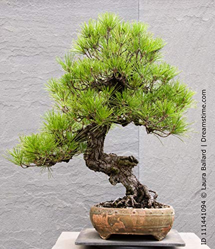 Seedeo Bonsai Anzuchtset Japanische (Schwarzkiefer Pinus thunbergii) von Seedeo