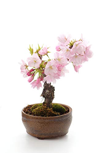 Seedeo Bonsai Anzuchtset Japanische Blüten- und Zierkirsche (Prunus serulata) von Seedeo