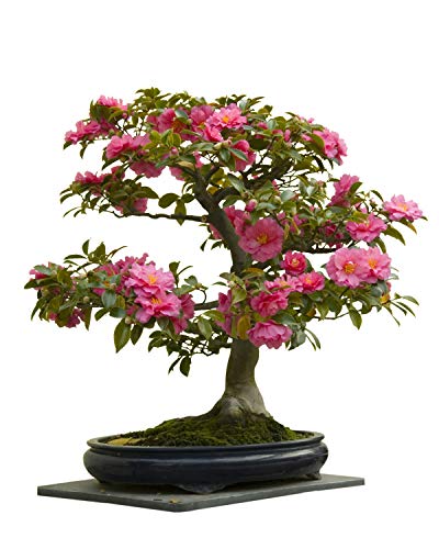 Seedeo Bonsai Anzuchtset Japanische Kamelie (Camellia japonica) von Seedeo