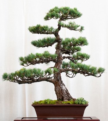 Seedeo Bonsai Anzuchtset Mädchenkiefer (Pinus parviflora) von Seedeo