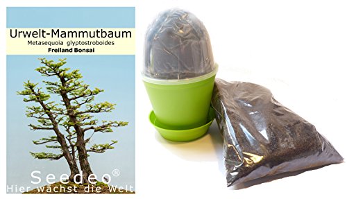 Seedeo Bonsai Anzuchtset Urwelt-Mammutbaum (Metasequoia glyptostroboides) von Seedeo