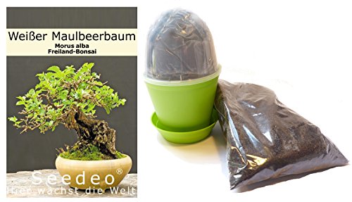 Seedeo Bonsai Anzuchtset Weißer Maulbeerbaum (Morus alba) von Seedeo