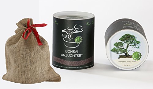 Seedeo Bonsai Geschenk - Set Australische Kiefer (Casuarina equisetifolia) von Seedeo