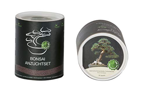 Seedeo Bonsai Geschenk - Set Japanische Schwarzkiefer (Pinus thunbergii) von Seedeo