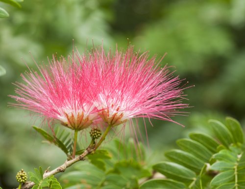 Seedeo Brasilianischer Regenbaum Samanea saman 15 Samen von Seedeo