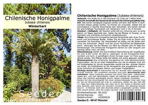 Seedeo® Chilenische Honigpalme (Jubaea chilensis) 3 Samen von Seedeo