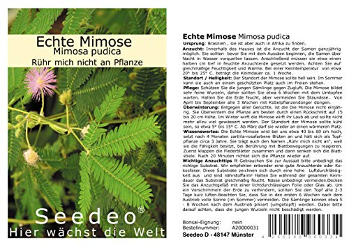 Seedeo® Echte Mimose (Mimosa pudica) 150 Samen von Seedeo