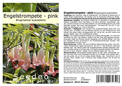 Seedeo® Engelstrompete pink - Brugmansia suaveolens 10 Samen von Seedeo