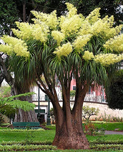 Seedeo® Flaschenbaumlilie - Elefantenfuß -(Nolina recurvata) 10 Samen von Seedeo