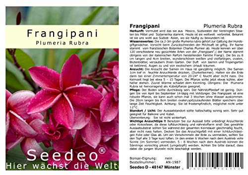 Seedeo Frangipani (Plumeria Rubra) 7 Samen von Seedeo