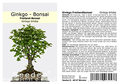 Seedeo® Ginkgo Freilandbonsai (Ginkgo biloba) Bonsai 6 Samen von Seedeo