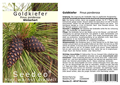 Seedeo® Goldkiefer (Pinus Ponderosa) 25 Samen von Seedeo