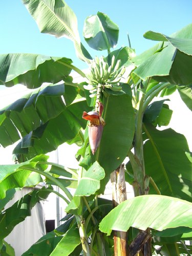 Seedeo Große Schneebanane (Ensete glaucum syn. Ensete wilsonii) 10 Samen von Seedeo