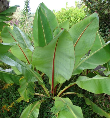 Seedeo Große Zierbanane (Ensete ventricosum) 10 Samen von Seedeo