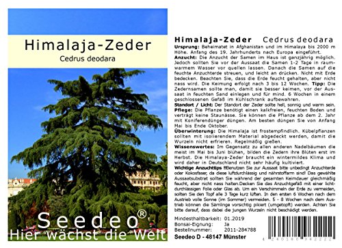 Seedeo® Himalaya Zeder (Cedrus deodara) 40 Samen von Seedeo