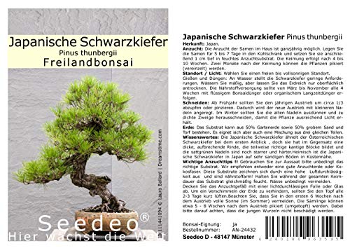 Seedeo Japanische Schwarzkiefer (Pinus thunbergii) Freilandbonsai 30 Samen von Seedeo