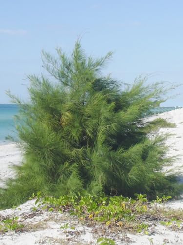Seedeo Känguruhbaum/Australische Kiefer (Casuarina equisitifolia) 100 Samen von Seedeo