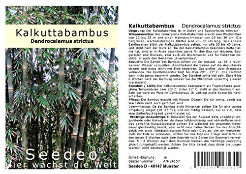 Seedeo® Kalkuttabambus (Dendrocalamus strictus) 60 Samen von Seedeo