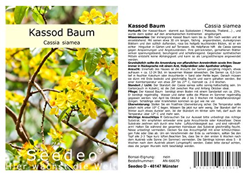 Seedeo® Kassod Baum (Cassia siamea) 50 Samen von Seedeo