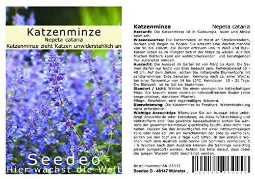 Seedeo Katzenminze (Nepeta cataria) 100 Samen von Seedeo