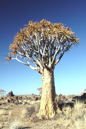 Seedeo Köcherbaum (Aloe dichotoma) 10 Samen von Seedeo