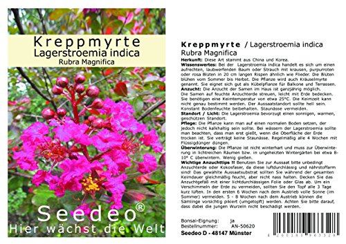 Seedeo Kreppmyrte/Lagerstroemia Indica Rubra Magnifica (5 Kapseln) 100 Samen von Seedeo