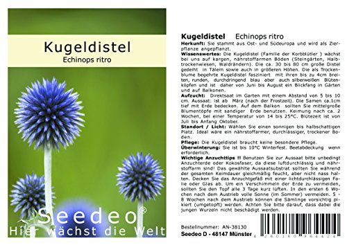 Seedeo® Kugeldistel (Echinops ritro) 25 Samen von Seedeo