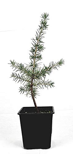 Seedeo Libanonzeder (Cedrus libani) Pflanze ca.10 cm hoch von Seedeo