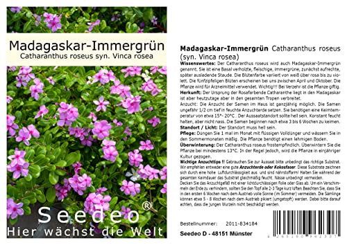 Seedeo Madagaskar-Immergrün Catharanthus roseus (syn. Vinca rosea) 100 Samen von Seedeo