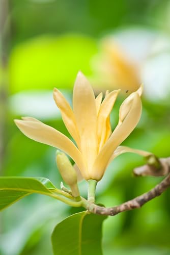 Seedeo® Magnolia champaca (Michelia Champaca) 15 Samen von Seedeo