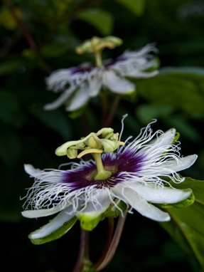 Seedeo Maracuja Passionsfrucht (Passiflora edulis flavicarpa) 20 Samen von Seedeo