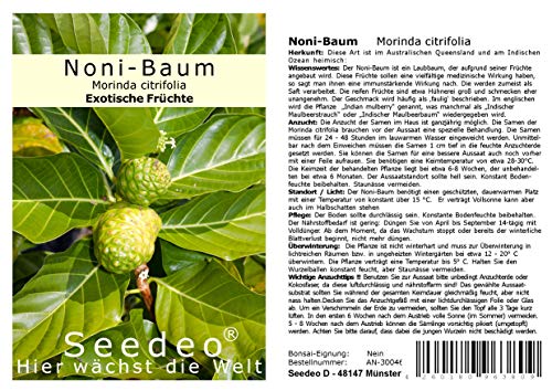 Seedeo® Noni-Baum (Morinda citrifolia) 10 Samen von Seedeo